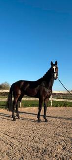 Talentvolle dressuur merrie te koop, Merrie, B, Gechipt, Dressuurpaard