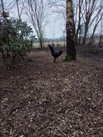 Haan cemani/shamo, Dieren en Toebehoren, Pluimvee, Kip, Mannelijk