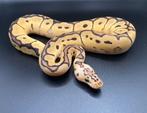 1.0 Pastel Clown ball python regius te koop, Dieren en Toebehoren, Reptielen en Amfibieën, Slang, Tam, 0 tot 2 jaar
