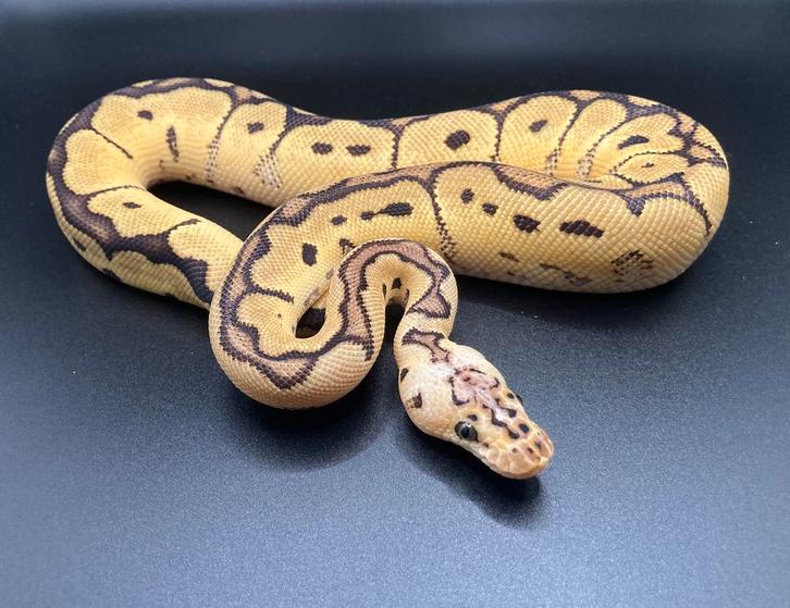 1.0 Pastel Clown ball python regius te koop