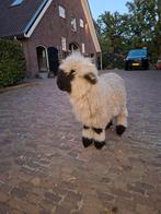 Walliser schwarznase ooilammeren, Dieren en Toebehoren, Schapen, Geiten en Varkens, Vrouwelijk, Schaap