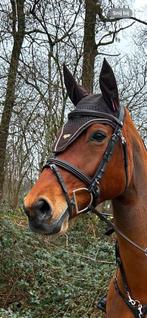 Kavalkade hoofdstel bruin, maat Full, Dieren en Toebehoren, Ophalen of Verzenden, Zo goed als nieuw