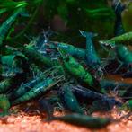 Green Jade Neocaridina Garnaal, Dieren en Toebehoren, Vissen | Aquariumvissen, Kreeft, Krab of Garnaal
