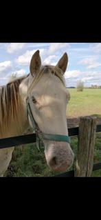 Mooie 2 jarige champagne merrie, Dieren en Toebehoren, Merrie, Recreatiepaard, Gechipt, 0 tot 2 jaar