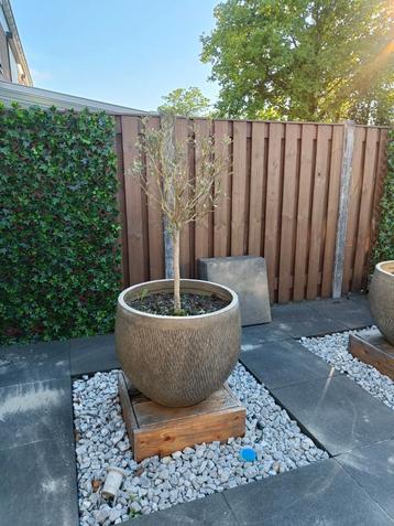 2x Decoton pot met olijfboom vaste prijs per stuk!  beschikbaar voor biedingen