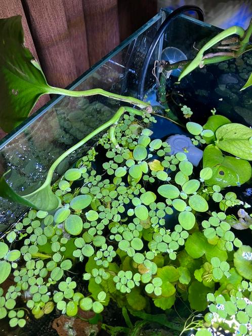 Portie 2 soorten aquarium drijfplantjes, Dieren en Toebehoren, Vissen | Aquaria en Toebehoren, Zo goed als nieuw, Plant(en), Steen of Hout