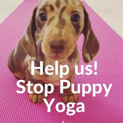 Stop yoga met met puppies, Dieren en Toebehoren, Honden | Niet-rashonden, Middel, Meerdere dieren, Particulier, Meerdere, Nederland