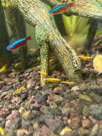 Gele Garnalen Te Koop! - Aquarium Dieren, Dieren en Toebehoren, Vissen | Aquariumvissen, Kreeft, Krab of Garnaal