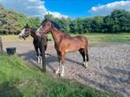 3 jarige welsh b ruin, Dieren en Toebehoren, Pony's, Ruin, 3 tot 6 jaar, C pony (1.27m tot 1.37m), Onbeleerd