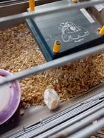 Tekoop jonge Japanse jumbo kwartels, Dieren en Toebehoren, Meerdere dieren, Tropenvogel