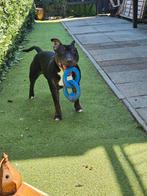 Bull terrier/Engelse Stafford net 1 jaar, Dieren en Toebehoren, Honden | Bulldogs, Pinschers en Molossers, 1 tot 2 jaar, Eén hond