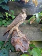 opgezette sperwer en wild-zwijntje, Verzamelen, Dierenverzamelingen, Ophalen of Verzenden, Gebruikt, Wild dier, Opgezet dier