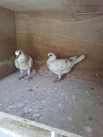 Wener hoogvliegers. Piepers, Dieren en Toebehoren, Vogels | Duiven