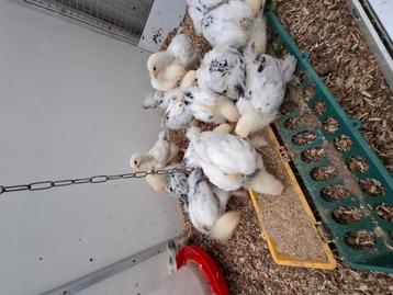 Brahma columbia kuikens  beschikbaar voor biedingen