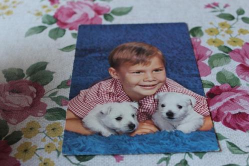 Honden Postkaart - Jonge en twee Westhighland Terrier Pups, Verzamelen, Ansichtkaarten | Dieren, Ongelopen, 1960 tot 1980, Hond of Kat