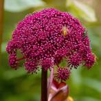 Rode Engelwortel zaden, Ophalen of Verzenden, Voorjaar, Volle zon, Zaad