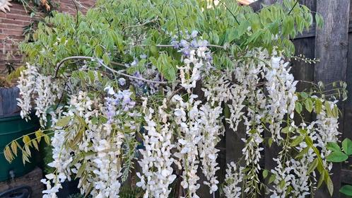 wisteria wit&paars, Tuin en Terras, Planten | Tuinplanten, Overige soorten, Zomer, Ophalen