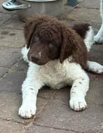Wetterhoun x Friese stabij pups, Dieren en Toebehoren, Honden | Retrievers, Spaniëls en Waterhonden, Overige rassen, CDV (hondenziekte)
