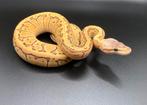 1.0 Lemonblast DH Hypo Clown ball python regius te koop, Slang, Tam, 0 tot 2 jaar