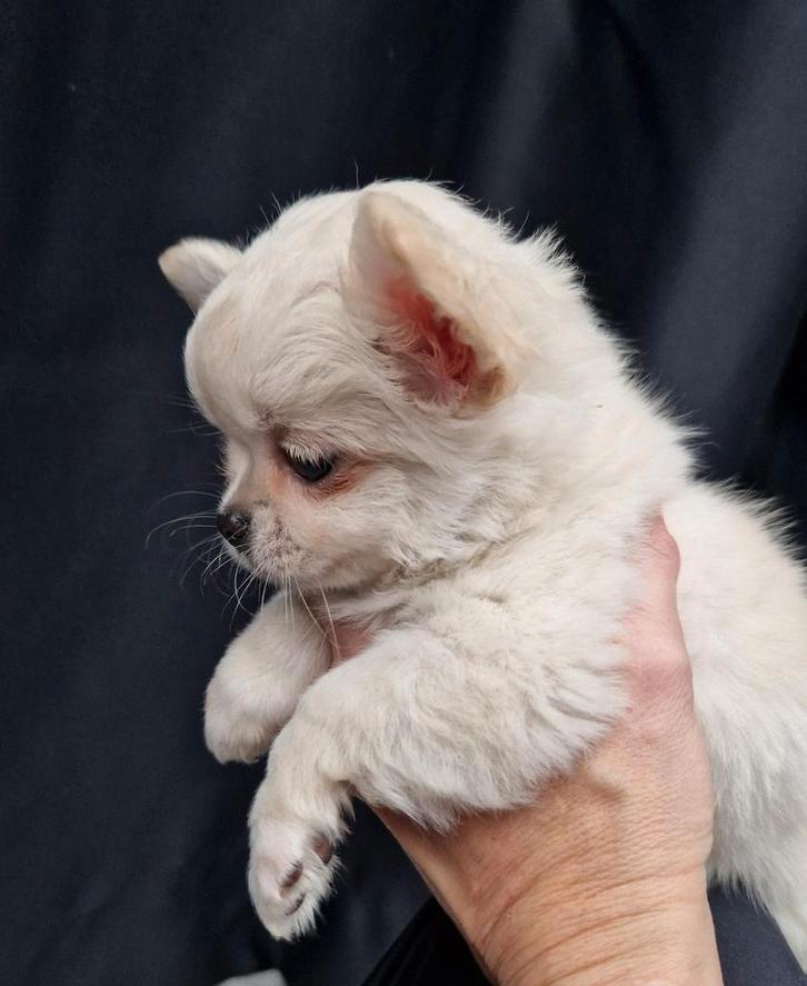 Mooie chihuahua pup teefje met Raad van beheer stamboom, Dieren en Toebehoren, Honden | Chihuahua's en Gezelschapshonden, Teef