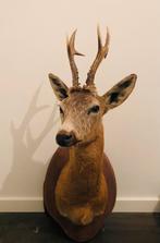 Prachtige opgezette reebok, Ophalen of Verzenden, Zo goed als nieuw, Vogel, Opgezet dier