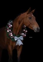 Stalling/weidegang voor merrie gezocht, Weidegang, 1 paard of pony