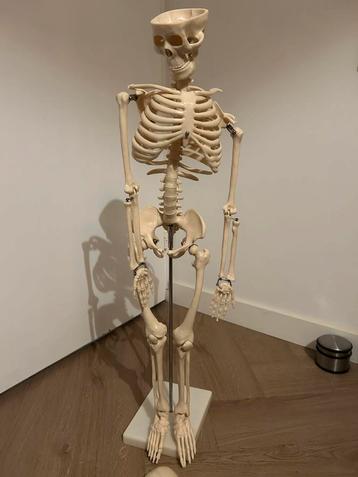 Anatomisch Skelet - Fysiotherapie Praktijk beschikbaar voor biedingen