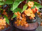Begonia Suttherlandii, Overige soorten, Vaste plant, Ophalen of Verzenden, Halfschaduw