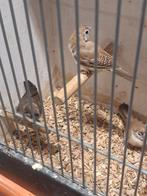 3x bichenow astrilde, Dieren en Toebehoren, Meerdere dieren, Wildzangvogel, Geringd