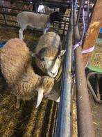 Te koop blauwe south down ram baby doll, Mannelijk, Schaap