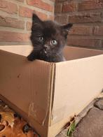 2 lieve boerderijkittens te koop, Dieren en Toebehoren, Katten en Kittens | Overige Katten, Poes
