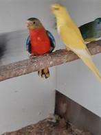 Turquoisine, Vrouwelijk, Parkiet