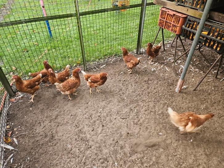 Broedeieren van de bruine leghen, Dieren en Toebehoren, Pluimvee, Kip