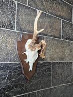 Prachtig Abnormaal Ree Gewei Verzamelaar Jacht Mancave f69, Ophalen of Verzenden, Zo goed als nieuw, Hert, Gewei of Kop