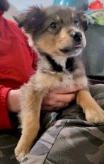 GEWELDIG LIEF MOOI REUTJE ( PUP ) OPZOEK NAAR ZIJN MENSEN, Particulier, 15 weken tot 1 jaar, Reu, Buitenland