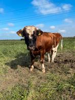 Te koop 4 brandrode stieren, Dieren en Toebehoren, Mannelijk, 0 tot 2 jaar