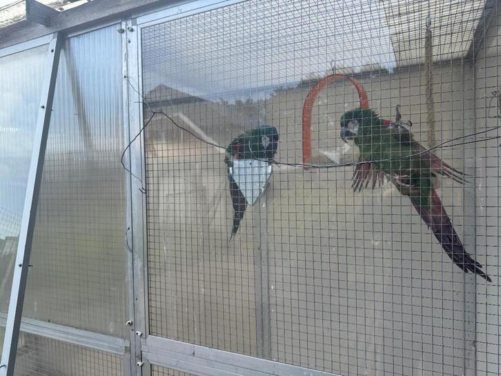 Te koop ara severa.  4 verkocht,..Nog 1 man te te koop, Dieren en Toebehoren, Vogels | Parkieten en Papegaaien, Papegaai, Meerdere dieren