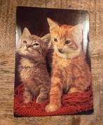 Twee snoezige katjes naast elkaar, Verzenden, 1980 tot heden, Gelopen, Hond of Kat