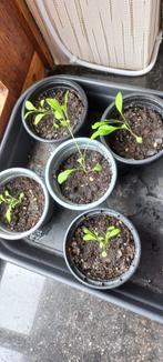 Gaura lindheimeri, prachtkaars wordt1m/1,5m, vaste plant/wit, Tuin en Terras, Halfschaduw, Vaste plant, Herfst, Overige soorten