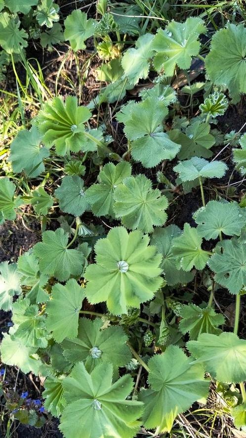 Vrouwen mantel en hemel sleutel vaste plant, Tuin en Terras, Planten | Tuinplanten, Overige soorten, Volle zon, Zomer, Ophalen of Verzenden
