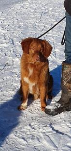 Nova scotia duck toller retriever dekreu, Dieren en Toebehoren, Reu, CDV (hondenziekte), Labrador retriever, Eén hond