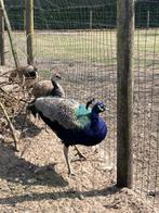 Trio blauwe pauw, Dieren en Toebehoren, Pluimvee, Meerdere dieren, Overige soorten