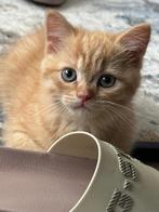 Mooie kitten Perzische x Britse korthaar, Dieren en Toebehoren, Katten en Kittens | Raskatten | Korthaar, Kater, Ontwormd, 0 tot 2 jaar