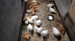 Jongen hennen poule de bresse, Vrouwelijk, Kip