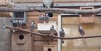 4-3 rijstvogels, Dieren en Toebehoren, Vogels | Overige Vogels, Meerdere dieren