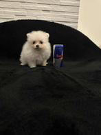 Pomeriaan reu beschikbaar, Dieren en Toebehoren, Reu, 8 tot 15 weken, Eén hond, Chihuahua