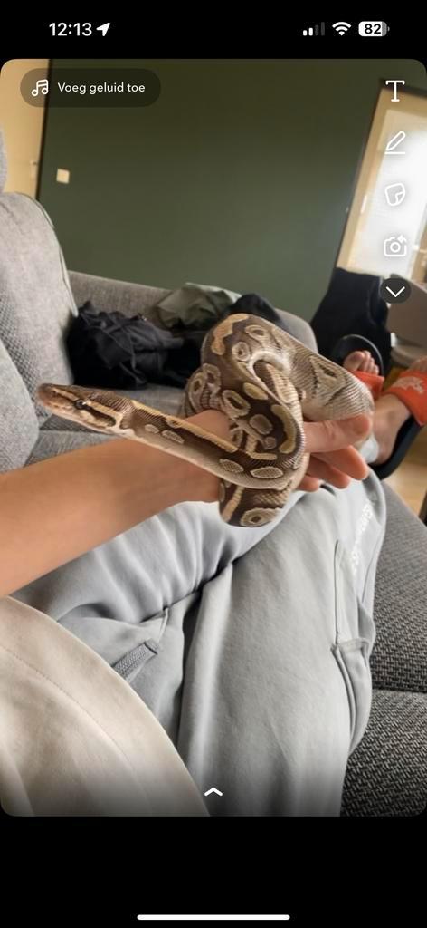 Koningspython met terrarium en extra decoratie/lampen, Dieren en Toebehoren, Reptielen en Amfibieën, Slang, 3 tot 6 jaar, Met terrarium