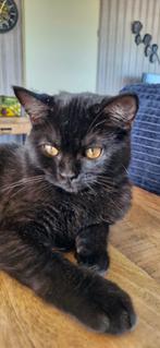 Britse korthaar kater 6 maand jong, Dieren en Toebehoren, Katten en Kittens | Raskatten | Korthaar, Kater, Ontwormd, 0 tot 2 jaar