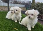 Te koop leuke kleine maltezer pups, Nederland, Overige rassen, CDV (hondenziekte), 8 tot 15 weken