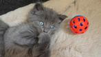 kittens (  noorseboskat x britslanghaar x europeeskorthaar), 0 tot 2 jaar